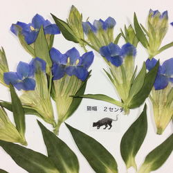 ブルーのリンドウの押し花素材 2枚目の画像