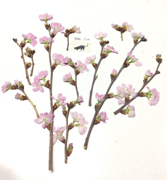 啓翁桜の枝付き押し花素材 No 2 その他素材 ミーアンドタマ 通販
