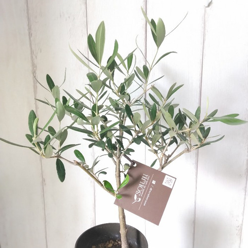 オリーブ苗木6鉢セット オリーブの木 シンボルツリー オリーブの苗木