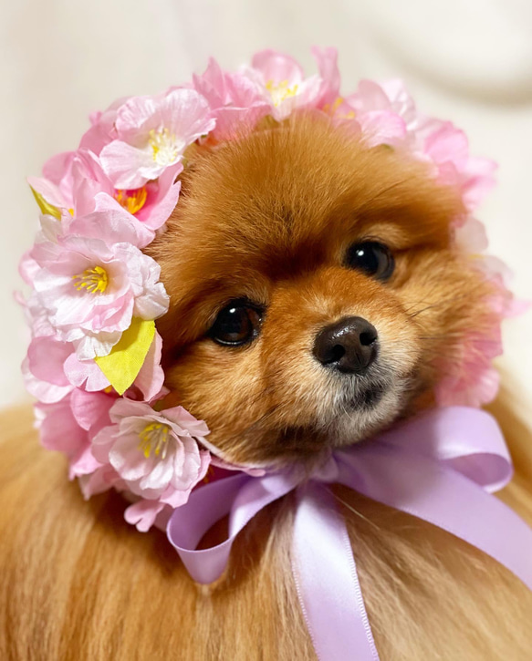 オレンジブーケの犬の服