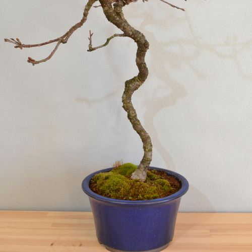 インテリア盆栽「おかめ桜」※2023開花終了 盆栽 ReBonsai 通販