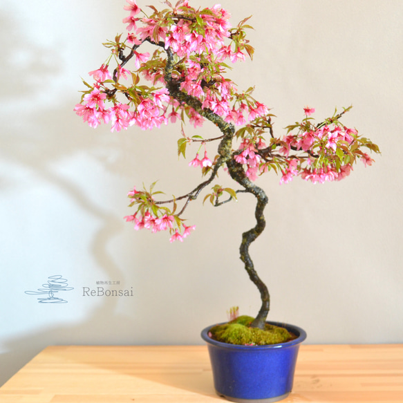 インテリア盆栽「おかめ桜」※2023開花終了 盆栽 ReBonsai 通販