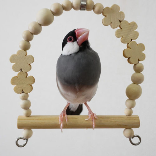 文鳥スキー　様 KOT-1043 ベルギー「白文鳥・パイド文鳥」 1羽の価格