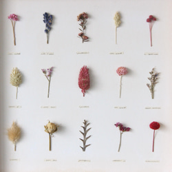 植物標本　ﾎﾞﾀﾆｶﾙﾊﾟﾈﾙ　ＨA-235　 3枚目の画像
