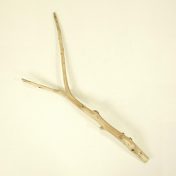 【温泉流木】湾曲そして違う角度に枝分かれする元気な枝流木 流木素材 インテリア素材 木材 1枚目の画像