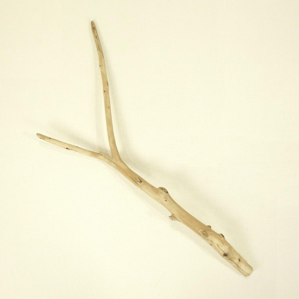 【温泉流木】湾曲そして違う角度に枝分かれする元気な枝流木 流木素材 インテリア素材 木材 1枚目の画像