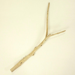 【温泉流木】湾曲そして違う角度に枝分かれする元気な枝流木 流木素材 インテリア素材 木材 2枚目の画像