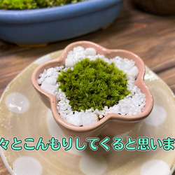 小さなコケ盆栽のキット（梅型白容器） 10枚目の画像