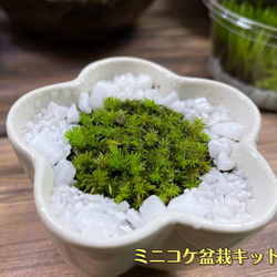 小さなコケ盆栽のキット（梅型白容器） 2枚目の画像