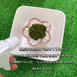 小さなコケ盆栽のキット（梅型白容器） 8枚目の画像