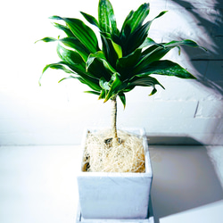 【観葉植物】ドラセナコンパクター 受皿付 ○数量限定○新作○エコプラント・希少○”ドラセナ コンパクタ