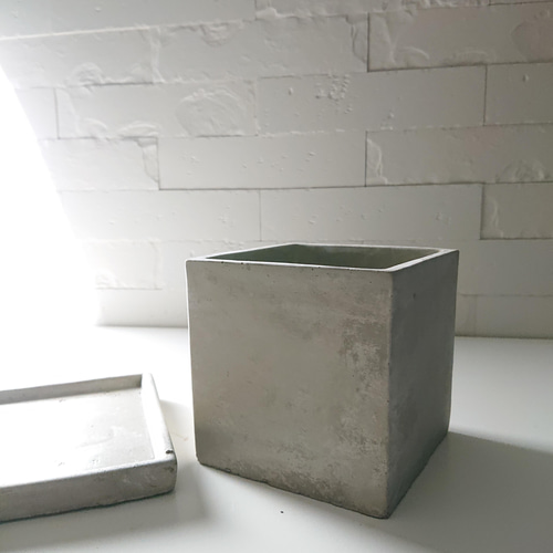 ○数量限定○新作○エコプラント・希少○”ドラセナ コンパクタ