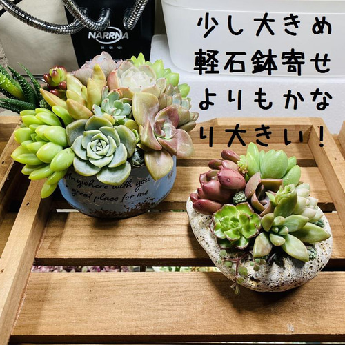送料無料！No.60☆アンティークリメ缶に多肉寄せ植え☆3月13日 