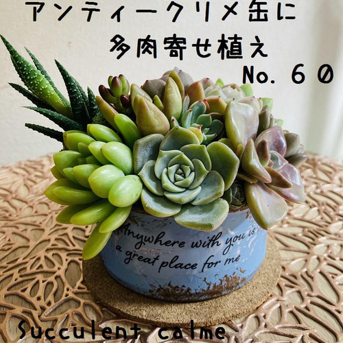 送料無料！No.60☆アンティークリメ缶に多肉寄せ植え☆3月13日 