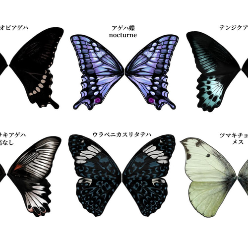 蝶々付け衿:テンジクアゲハ その他ファッション Filterist 通販