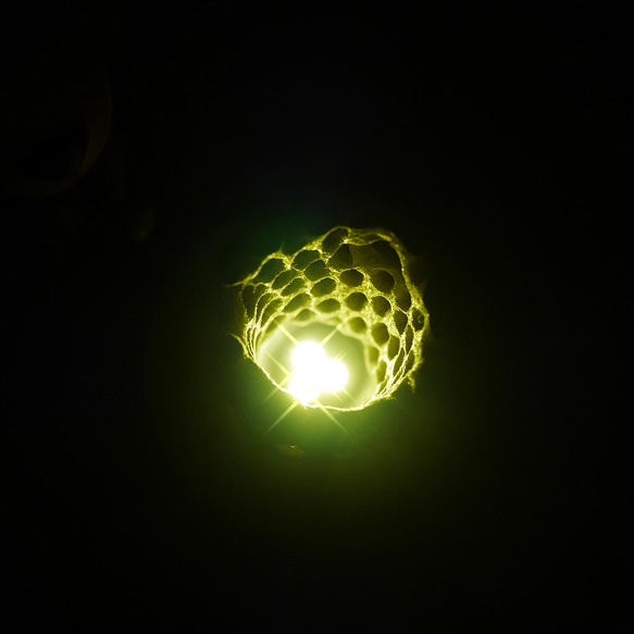 天然木ライトNo1 サボテンの骨(漂白済み)&照明器具 カクタススケルトン エアープランツは別売ですインテリアグリーン 16枚目の画像
