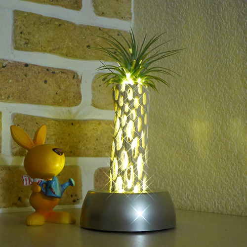 天然木ライトNo1 サボテンの骨(漂白済み)&照明器具 カクタススケルトン