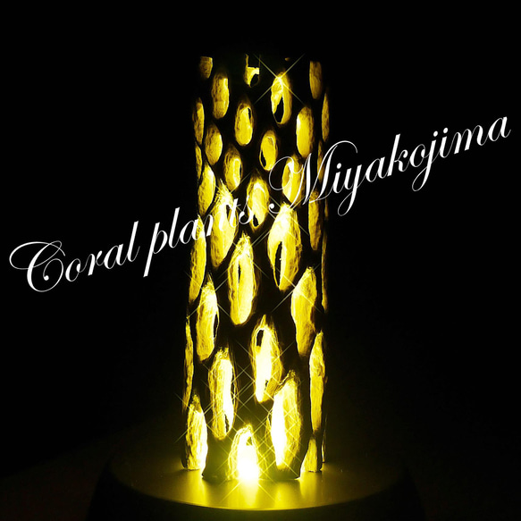 天然木ライトNo1 サボテンの骨(漂白済み)&照明器具 カクタススケルトン