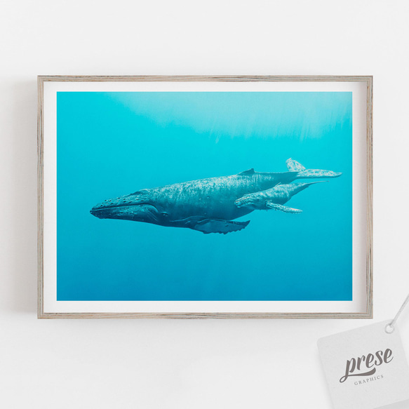 ターコイズブルーの海を泳ぐザトウクジラの親子 1枚目の画像
