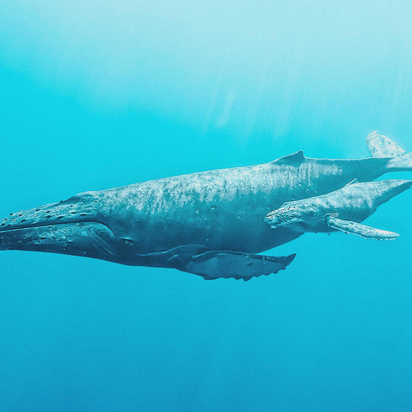 ターコイズブルーの海を泳ぐザトウクジラの親子 5枚目の画像