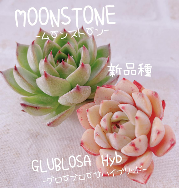 売却済み3/6ピンクムーン(カット苗) 【公式通販】