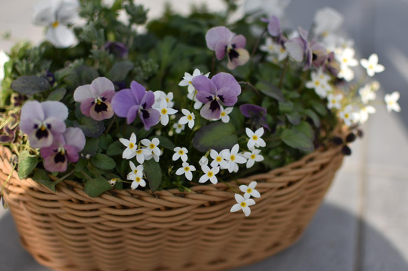 ⚪︎現品orオーダー⚪︎ ロマンチックカラー♡ 春の寄せ植えバスケット 5枚目の画像