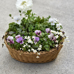 ⚪︎現品orオーダー⚪︎ ロマンチックカラー♡ 春の寄せ植えバスケット 8枚目の画像