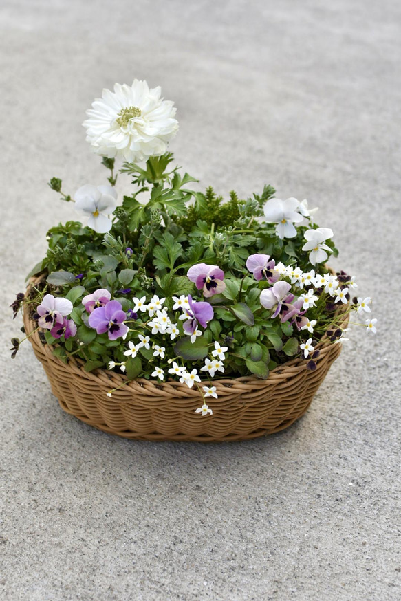 ⚪︎現品orオーダー⚪︎ ロマンチックカラー♡ 春の寄せ植えバスケット 8枚目の画像