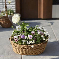 ⚪︎現品orオーダー⚪︎ ロマンチックカラー♡ 春の寄せ植えバスケット 7枚目の画像