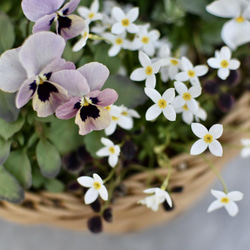 ⚪︎現品orオーダー⚪︎ ロマンチックカラー♡ 春の寄せ植えバスケット 4枚目の画像