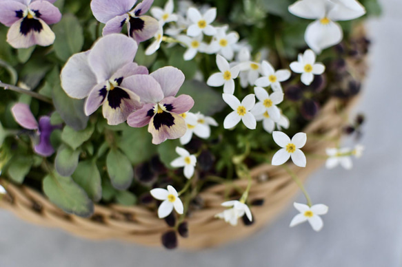 ⚪︎現品orオーダー⚪︎ ロマンチックカラー♡ 春の寄せ植えバスケット 4枚目の画像