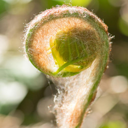 ［着る山菜］山菜図鑑Tシャツ（アッシュ） 5枚目の画像