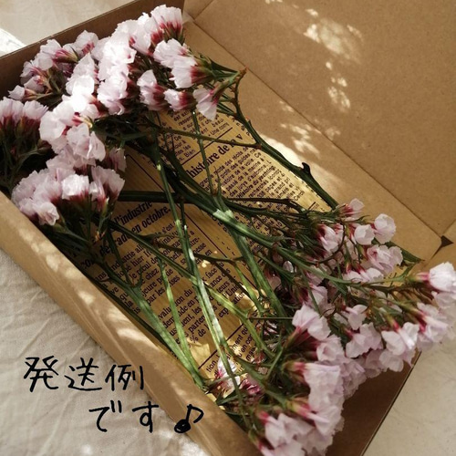 くすみラベンダー色の可愛い宿根スターチスのドライフラワー ドライ