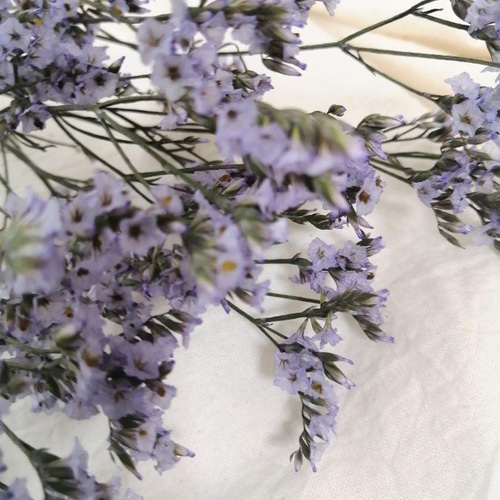 くすみラベンダー色の可愛い宿根スターチスのドライフラワー ドライ