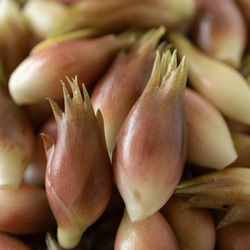 ［着る山菜］みょうがTシャツ（サンドベージュ） 11枚目の画像