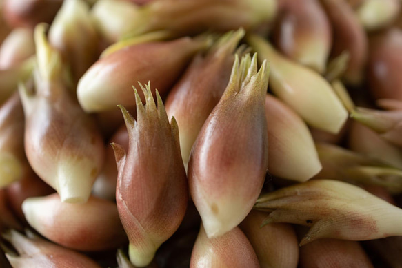 ［着る山菜］みょうがTシャツ（サンドベージュ） 11枚目の画像