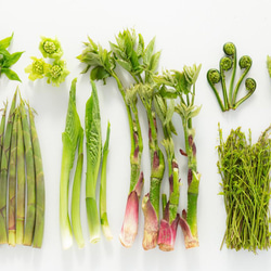 ［着る山菜］山菜図鑑Tシャツ（ホワイト） 4枚目の画像