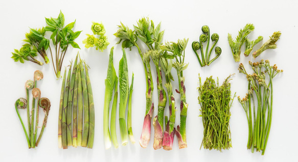 ［着る山菜］山菜図鑑Tシャツ（ホワイト） 4枚目の画像