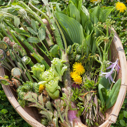 ［着る山菜］山菜図鑑Tシャツ（ホワイト） 17枚目の画像