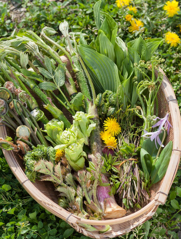 ［着る山菜］山菜図鑑Tシャツ（ホワイト） 17枚目の画像