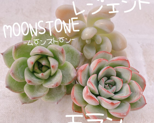 送料無料♡♡ 多肉植物 エケベリア 韓国苗 ムーンストーン モラン