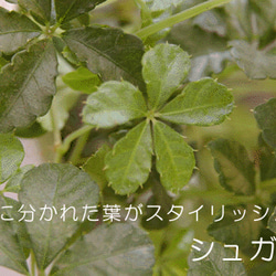 ５枚に分かれた葉がスタイリッシュ【シュガーバインの苔玉・くらま岩器・敷石セット】 4枚目の画像