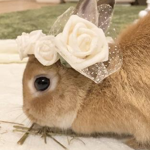 【完成品】ハンドメイド　うさぎ　花かんむり　プチローズ　置物 うさぎ用花かんむり】ホワイトローズ ペット服・アクセサリー Mitako