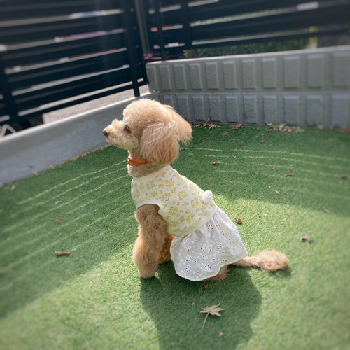犬服 3S わんこの普段着　ミモザ 犬服【3S～M】ミモザと刺繍レースのワンピース ペット服・アクセサリー