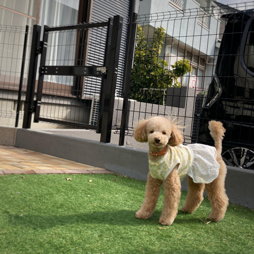 犬服【3S～M】ミモザと刺繍レースのワンピース ペット服・アクセサリー