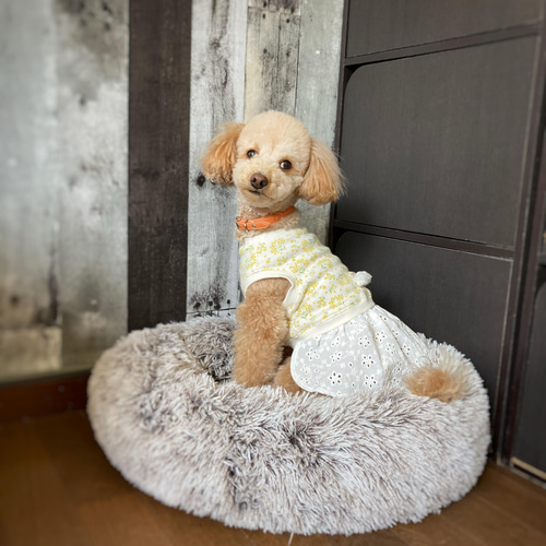 犬服【3S～M】ミモザと刺繍レースのワンピース ペット服・アクセサリー