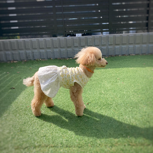 犬服【3S～M】ミモザと刺繍レースのワンピース 7枚目の画像