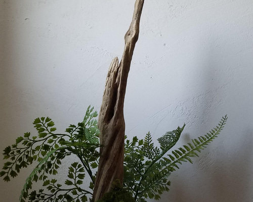 シダと流木の中型盆栽 流木 高さ約36cm 流木×コンクリート 盆栽 苔 苔玉 和 シダ