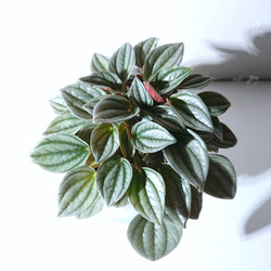 ●数量限定●シルバー×パープル　”ペペロミア　ナポリナイツ　鉢カバー付き（ポーランド製・マットホワイト）”観葉植物 5枚目の画像