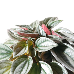 ●数量限定●シルバー×パープル　”ペペロミア　ナポリナイツ　鉢カバー付き（ポーランド製・マットホワイト）”観葉植物 3枚目の画像